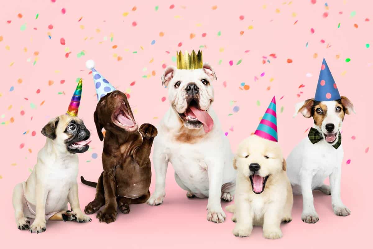 riutilizzabile Cappello di compleanno per gatti per feste di compleanno colore: Blu Smileuep per cani e gatti 